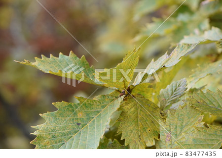 秋の青空と赤い実と紅葉 秋の青空と赤い実と紅葉 83477435