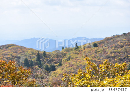 秋の青空と赤い実と紅葉 83477437