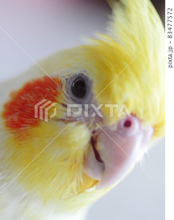 インコ オウム いんこ 83477572