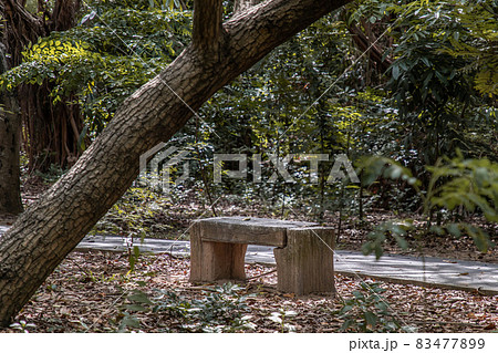 Old wooden benches for relaxation in a park. Old wooden benches for relaxation in a park. 83477899