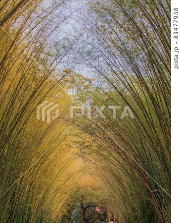 Nature landscape view of Tunnel bamboo with natural light. 83477938