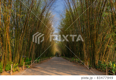 Nature landscape view of Tunnel bamboo with natural light. Nature landscape view of Tunnel bamboo with natural light. 83477949