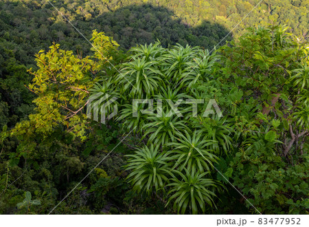 Aerial image of a lush green mixed deciduous and coniferous forest. 83477952