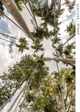 A beautiful shot of a trees from the bottom up against the sky, Low angle shot. A beautiful shot of a trees from the bottom up against the sky, Low angle shot. 83477979