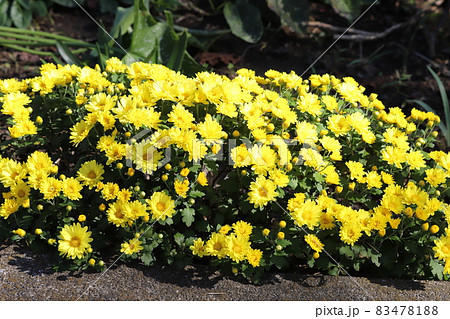 秋の庭に咲くポットマムの黄色い花 83478188