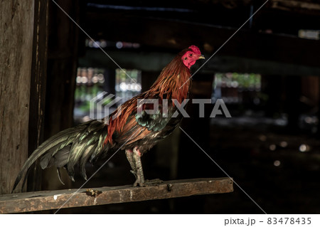 Colorful rooster or fighting cock in the temple. 83478435