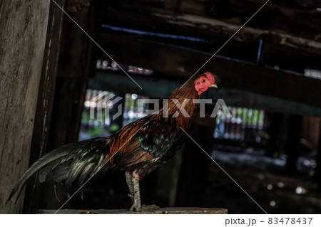 Colorful rooster or fighting cock in the temple. 83478437