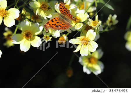秋の庭に咲くウインターコスモスの花の蜜を吸うキタテハ 秋の庭に咲くウインターコスモスの花の蜜を吸うキタテハ 83478498