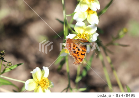 秋の庭に咲くウインターコスモスの花の蜜を吸うキタテハ 83478499