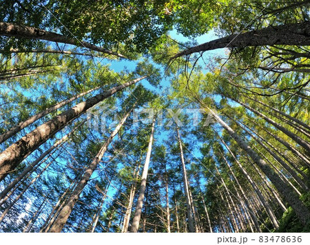 奥茶臼山登山道の樹林帯 奥茶臼山登山道の樹林帯 83478636