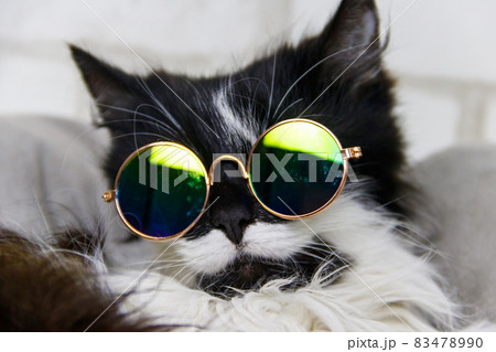 Portrait of a beautiful cute fluffy cat wearing sunglasses 83478990