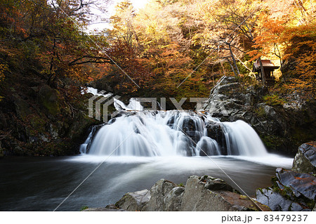 紅葉日和 83479237
