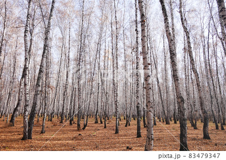 Birch forest 83479347