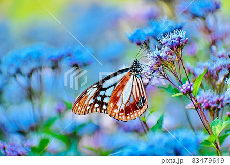 海辺のフジバカマの花畑で蜜を吸う旅する蝶アサギマダラH 83479649