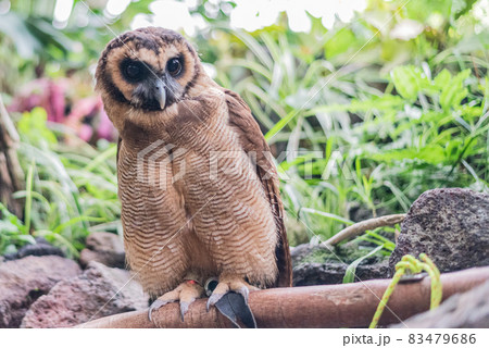 クロワシミミズク クロワシミミズク 83479686