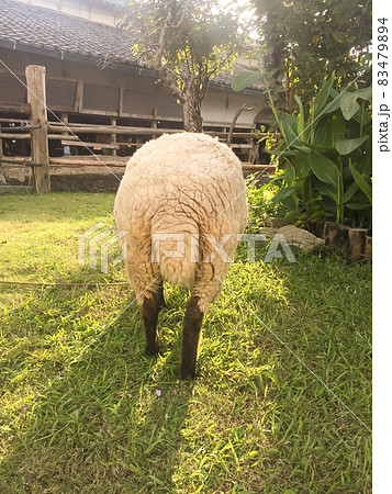 羊のおしり 83479894