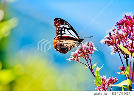 海辺のフジバカマの花畑で蜜を吸う旅する蝶アサギマダラK 83479934