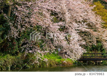 お花見の名所として人気がある高岡古城公園 83479963