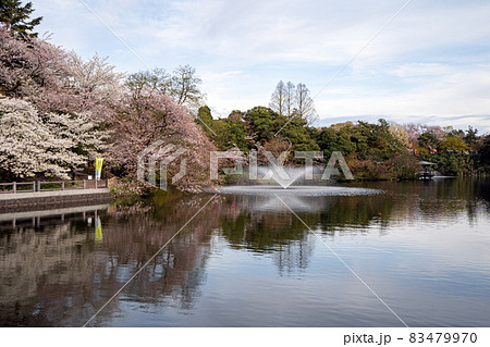 お花見の名所として人気がある高岡古城公園 83479970