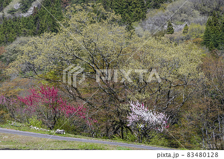 木曽の山里に咲く花桃木曽の山里に咲く花桃 83480128