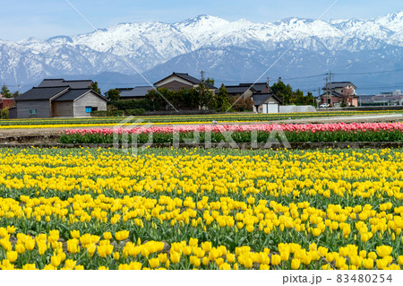 春の富山を代表するチューリップ畑の広がる風景 春の富山を代表するチューリップ畑の広がる風景 83480254