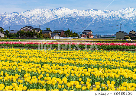 春の富山を代表するチューリップ畑の広がる風景 春の富山を代表するチューリップ畑の広がる風景 83480256