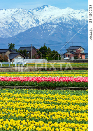春の富山を代表するチューリップ畑の広がる風景 83480258