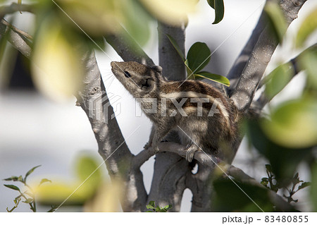 chipmunk hiding in the foliage chipmunk hiding in the foliage 83480855