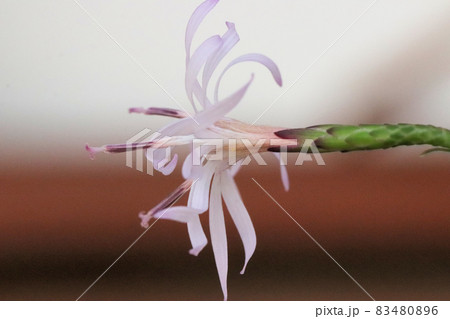 エンシュウハグマ 83480896