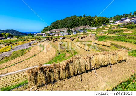 大中尾棚田　稲刈り　【長崎市】 83481019