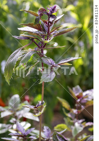 Owl sitting on a bough in forest ambiance Owl sitting on a bough in forest ambiance 83481134