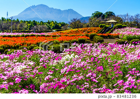有明の森フラワー公園のコスモス 【長崎県島原市】 有明の森フラワー公園のコスモス 【長崎県島原市】 83481236