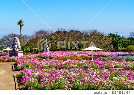 有明の森フラワー公園のコスモス 【長崎県島原市】 有明の森フラワー公園のコスモス 【長崎県島原市】 83481244
