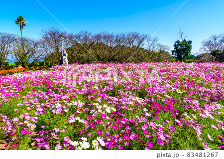 有明の森フラワー公園のコスモス 長崎県島原市 の写真素材