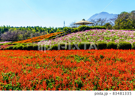 有明の森フラワー公園のサルビアとコスモス 【長崎県島原市】 有明の森フラワー公園のサルビアとコスモス 【長崎県島原市】 83481335