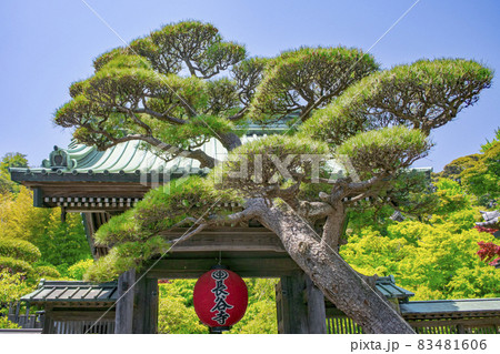 鎌倉 長谷寺(はせでら) 山門 鎌倉 長谷寺(はせでら) 山門 83481606