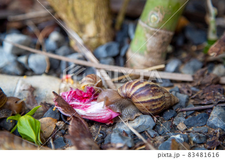 tropical snails creep and eat leaf in the bushes after rain close-up... 83481616
