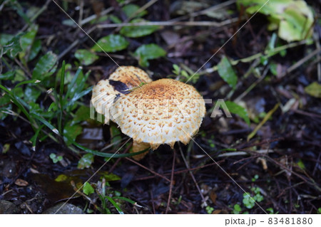 キノコ 83481880