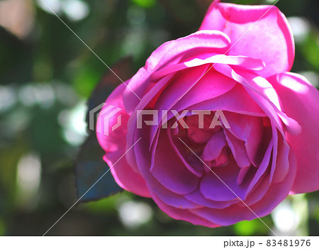 珍しい薄紫の薔薇 プラムパーフェクト 薄紫の薔薇一輪の写真素材 珍しい薄紫の薔薇 プラムパーフェクト 薄紫の薔薇一輪の写真素材