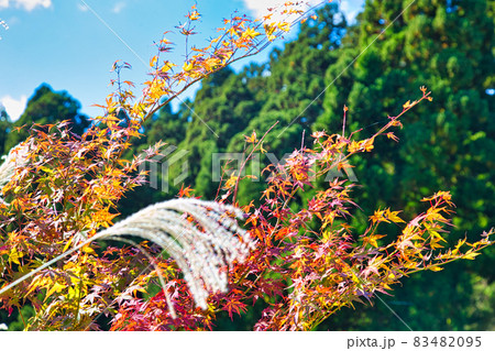 宝慶寺 宝慶寺 83482095