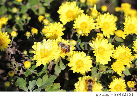 秋の公園に咲くポットマムの黄色い花の蜜を吸うナミハナアブ 秋の公園に咲くポットマムの黄色い花の蜜を吸うナミハナアブ 83482251