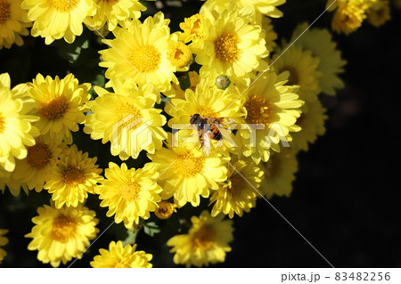 秋の公園に咲くポットマムの黄色い花の蜜を吸うナミハナアブ 83482256