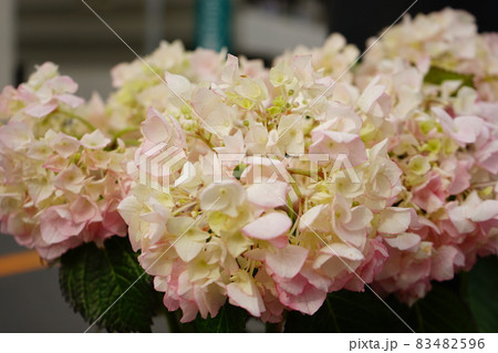 ピンクの紫陽花の花	 83482596