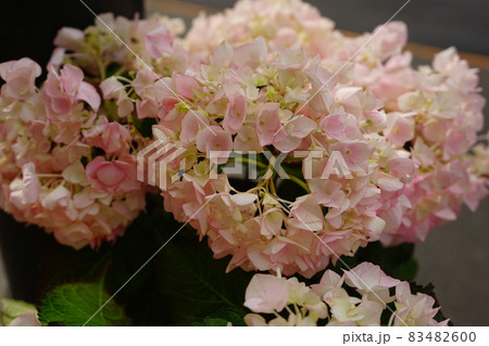 ピンクの紫陽花の花 の写真素材 4600