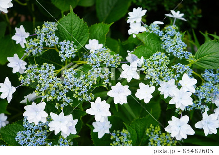 青い紫陽花の花 青い紫陽花の花 83482605