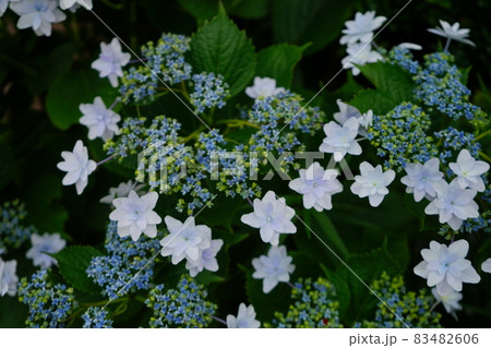 青い紫陽花の花 83482606
