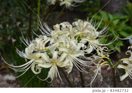 シロイロヒガンバナ 83482732