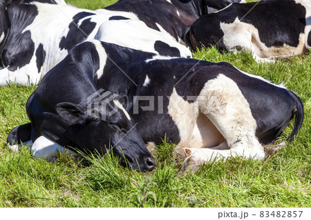 Holstein Friesian cow laying down sleeping Holstein Friesian cow laying down sleeping 83482857