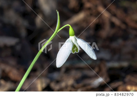 Snowdrop galanthus elwesii var monostictus (Greater Snowdrop) an early winter spring flowering bulbous plant with a white springtime flower which opens in January and February, stock photo image Snowdrop galanthus elwesii var monostictus (Greater Snowdrop) an early winter spring flowering bulbous plant with a white springtime flower which opens in January and February, stock photo image 83482970