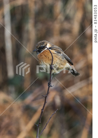 Hedge sparrow or Dunnock, (Prunella modularis) bird Hedge sparrow or Dunnock, (Prunella modularis) bird 83483053